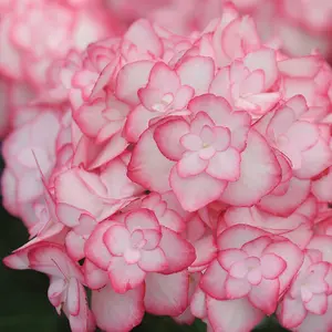 Hydrangea Miss Saori 3 Litre Potted Plant x 2