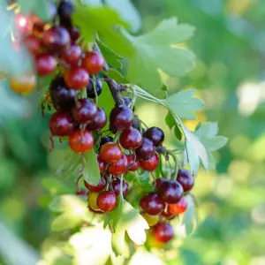 1 x Jostaberry Bush (Ribes x nidigrolaria) in 9cm Pot - 35-45cm in Height - Gooseberry/Blackcurrant Hybrid