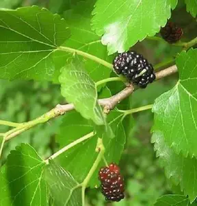 Direct Plants Morus Nigra Black Mulberry Fruit Tree 2-3ft Supplied in a 3 Litre Pot