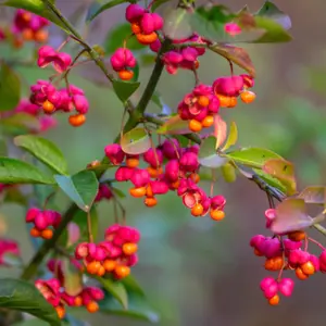 Euonymus Alatus Compactus - Spindle Tree In Compact Form Supplied In A 9cm Pot