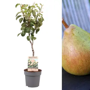 Pear Fruit Tree Doyenne du Comice in 4L Pot - Approx. 90cm Tall - Hardy Pyrus Garden Tree - Easy to Grow Flavoursome Produce