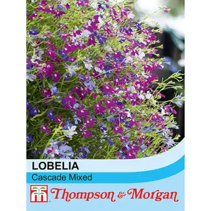 Lobelia Cascade Mixed 1 Packet (1000 Seeds + 25% Extra Free)