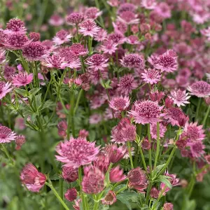 Astrantia Roma - Pink Flowering Masterwort Perennial Plant, Compact Size (15-30cm Height Including Pot)