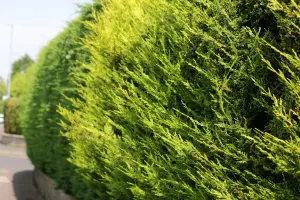 Hedges Direct Golden Leylandii 60cm Height Evergreen Hedge Plant