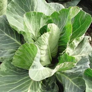 Cabbage Summer Jewel F1 Hybrid 1 Seed Packet (30 Seeds)