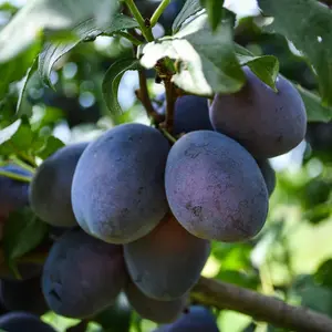 Dwarf Plum And Cherry Tree Collection 9cm Potted Plant x 2