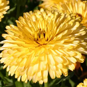 Calendula officinalis Lemon Cream 1 Seed Packet (150 Seeds)