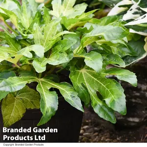 Fatsia Camouflage 9cm Potted Plant  x 2