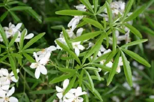 Choisya Aztec Pearl Fragrant Evergreen Garden Shrub Plant