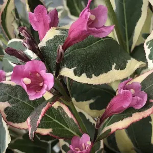 Weigela All Summer Monet Garden Plant - Variegated Foliage, Purple Blooms, Compact Size (20-30cm Height Including Pot)