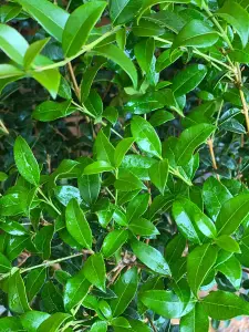 Osmanthus Burkwoodii Evergreen Fragrant Plant Shrub Large in a 5 Litre Pot