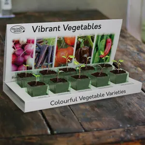 Pronto Seed Grow Your Own Vegetables Kit - 5 Vegetable Seed Varieties - Gardening Gifts for Men and Women