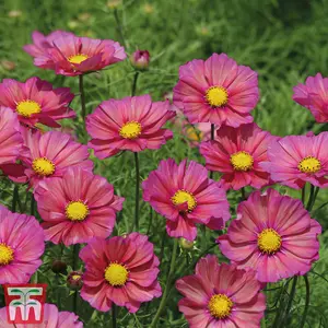 Cosmos bipinnatus Xsenia 1 Packet (25 Seeds)