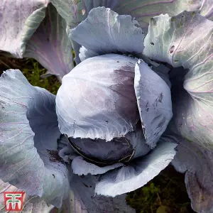 Cabbage Ruby Ball F1 Hybrid 1 Seed Packet (40 Seeds)