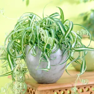 Chlorophytum 'Bonnie': Curly Leaves, Air-Purifying Indoor Plant (20-30cm, 12cm Pot)