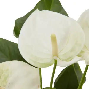 Verve Anthurium mix in Assorted cream or green Ceramic Decorative pot 9cm