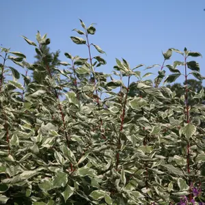 Elegantissima Red Barked Dogwood Shrub Plant Cornus Alba 12L Pot 1m - 1.25m