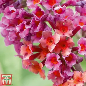 Buddleja Flower Power 2 Litre Potted Plantx 1