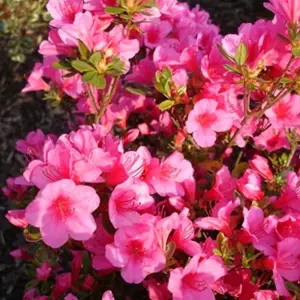 Azalea Pink - Vibrant Flowers, Evergreen Shrub, Hardy (20-30cm Height Including Pot)