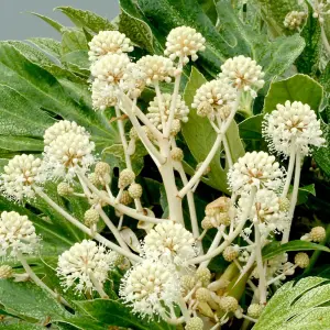 Fatsia Duo 9cm Potted Plant x 2