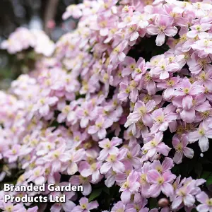 Clematis montana Pink Perfection 1.7 Litre Potted Plant x 1