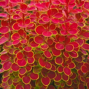 Berberis Orange Sunrise Garden Shrub - Compact Size, Vibrant Foliage (15-25cm Height Including Pot)