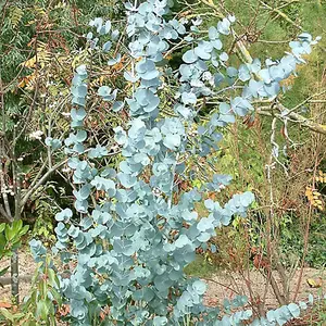 Eucalyptus Gunnii - Fragrant Evergreen Tree, Compact Size, Fast-Growing (20-30cm Height Including Pot)