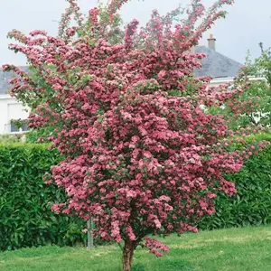 Crataegus Pauls Scarlet Tree - Pink Double-Flowering, Abundant Red Berries (5-6ft)