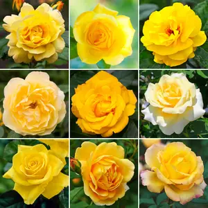 Yellow Rose - Outdoor Plant, Stunning Colour, Ideal for Gardens, Compact Size