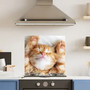 Premium 60cm  x 60cm 6mm Glass Cute Cat Kitchen Splashback Toughened Polished Edge