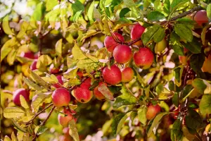 Lincolnshire Fruits Gala Bareroot Apple 7 Litre Tree