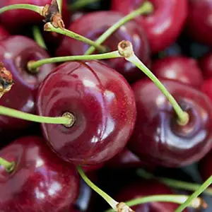 Stella Cherry Fruit Tree in a 5L Pot 90-110cm Tall on Dwarf Rootstock - for Patios and Pots, Small Gardens, Delicious Soft Fruit