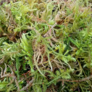 Fresh Sphagnum Moss- Live Moss 500g- Natural Sphagnum Moss Ideal for Terrariums, Live Plant Displays and Wreaths