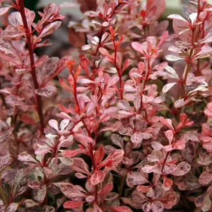 Berberis Harlequin - Outdoor Flowering Shrub, Ideal for UK Gardens, Compact Size (15-25cm Height Including Pot)