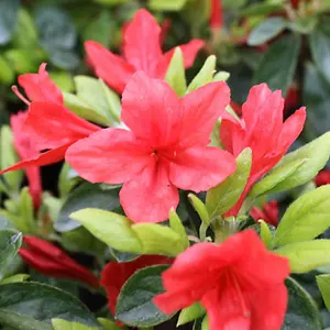 Azalea Orange Plant - Vibrant Blooms, Compact Size, Hardy (20-30cm Height Including Pot)