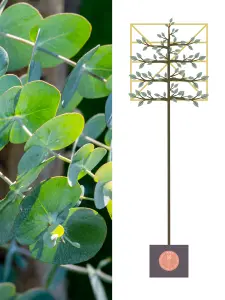 Eucalyptus Pleached Tree with Staking Kit - 200cm Stem and 8cm Girth