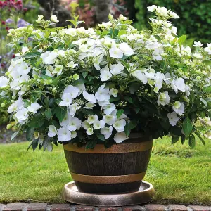 Hydrangea macrophylla Runaway Bride (13cm Potted Plant) 1 Litre Potted Plant x 1