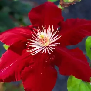 Clematis Red Plant - Vibrant Red Flowers, Climbing Vine, Attracts Pollinators (20-30cm Height Including Pot)