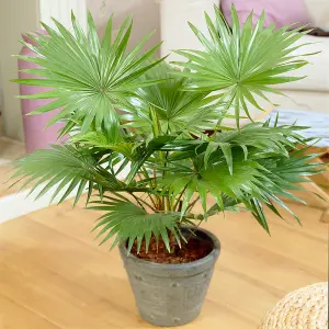 Livistona Palm - Tropical Elegance for Indoor Spaces (12cm, 25-35cm)