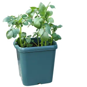 Potato Gro-Pot Patio Vegetable Patio Planter - Pack of 3