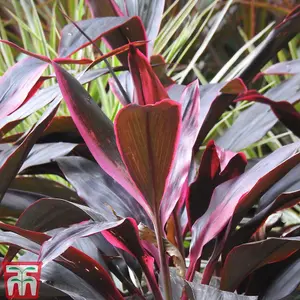 Cordyline Tango 12cm Potted Plant x 1