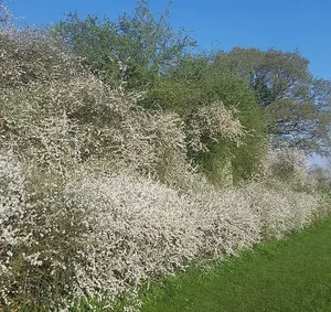 4-5ft Blackthorn (Prunus Spinosa) Bare Root Hedging Plants Tree Whips Sapling - Pack of 10