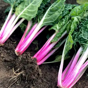 Swiss Chard Peppermint 1 Seed Packet