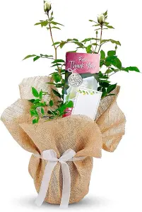 Thank You Rose Bush Gift Wrapped  - Plant Gift