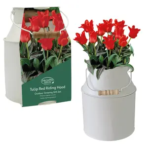 Pronto Seed Tulip Flower Growing Kit with Milkchurn Planter & Tulip Bulbs - Gardening Gifts for Women & Men