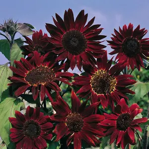 Sunflower Helianthus annuus Claret F1 Hybrid 1 Seed Packet