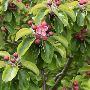 Lincolnshire Fruits  Malus Laura Potted 7 Litre 1.5m Tree