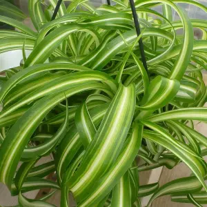 Chlorophytum 'Bonnie': Curly Leaves, Air-Purifying Indoor Plant (20-30cm, 12cm Pot)