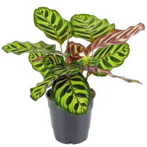 Calathea Makoyana - Exotic Foliage, Indoor Houseplant (12cm, 30-40cm)