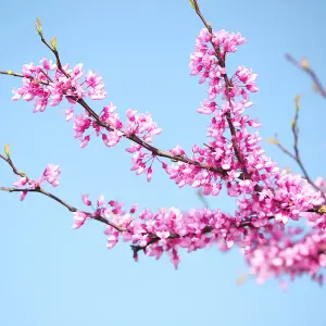 1 x Cercis 'canadensis' in a 9cm Pot